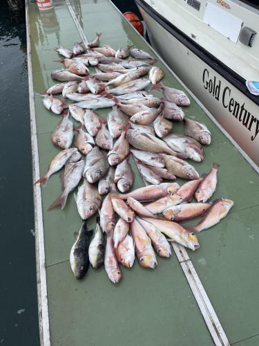 釣れてますよ