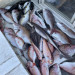 IMG_2753.jpeg