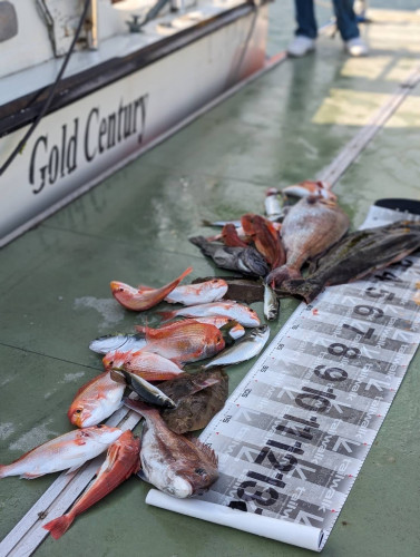 水温上昇で魚達も活発に