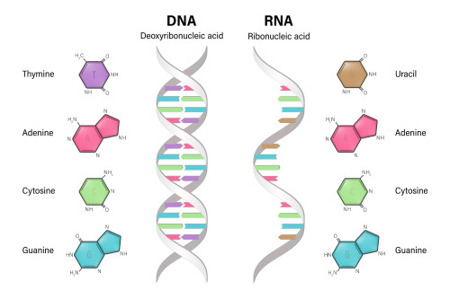核酸は「DNA／RNA」細胞の中の遺伝子情報の「核」を構成している