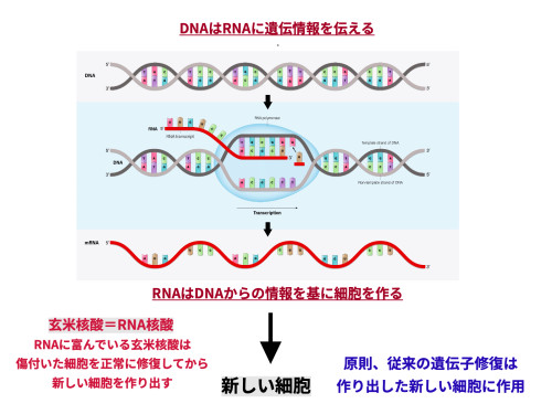 RNA核酸の仕組み.jpg