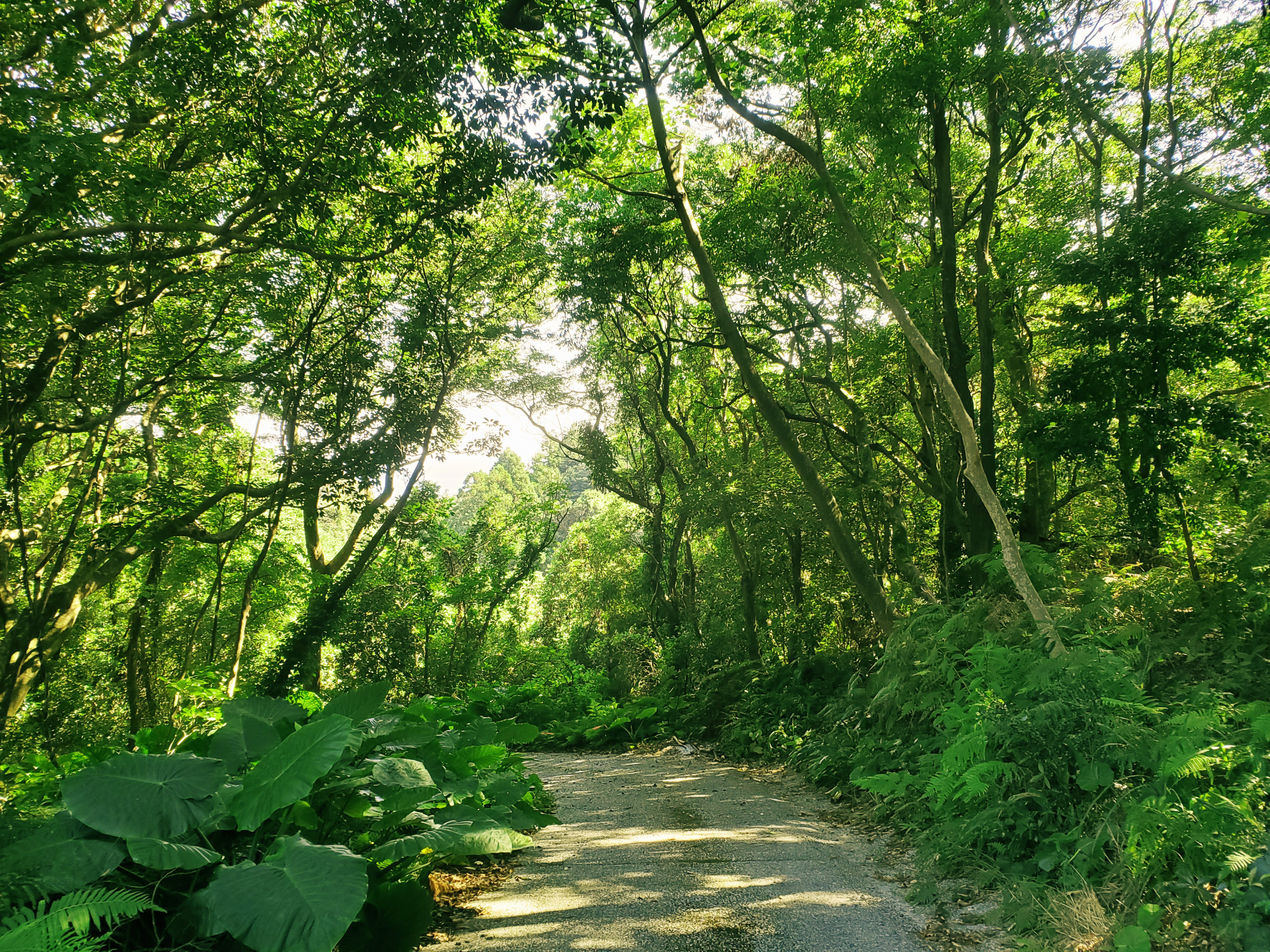 世界自然遺産の島 屋久島で暮らすように宿泊できる 天空の森