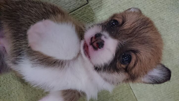 ダーナちゃん初産の子　お目目