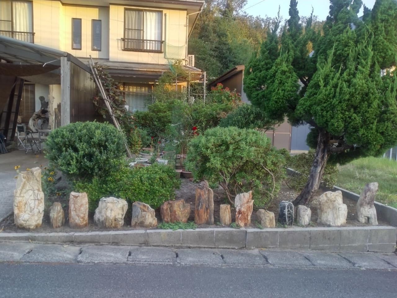 三千五百万年前の神代杉化石画像です