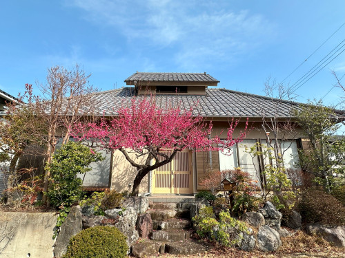 梅の花が見ごろを迎えました