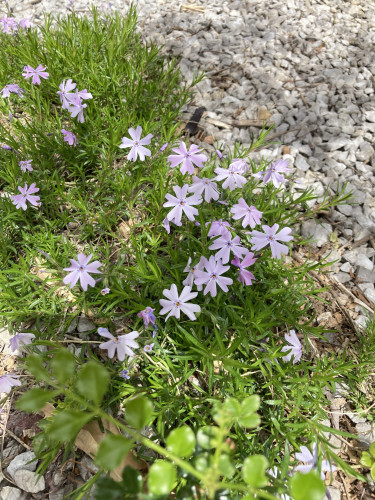 IMG_5627.jpeg