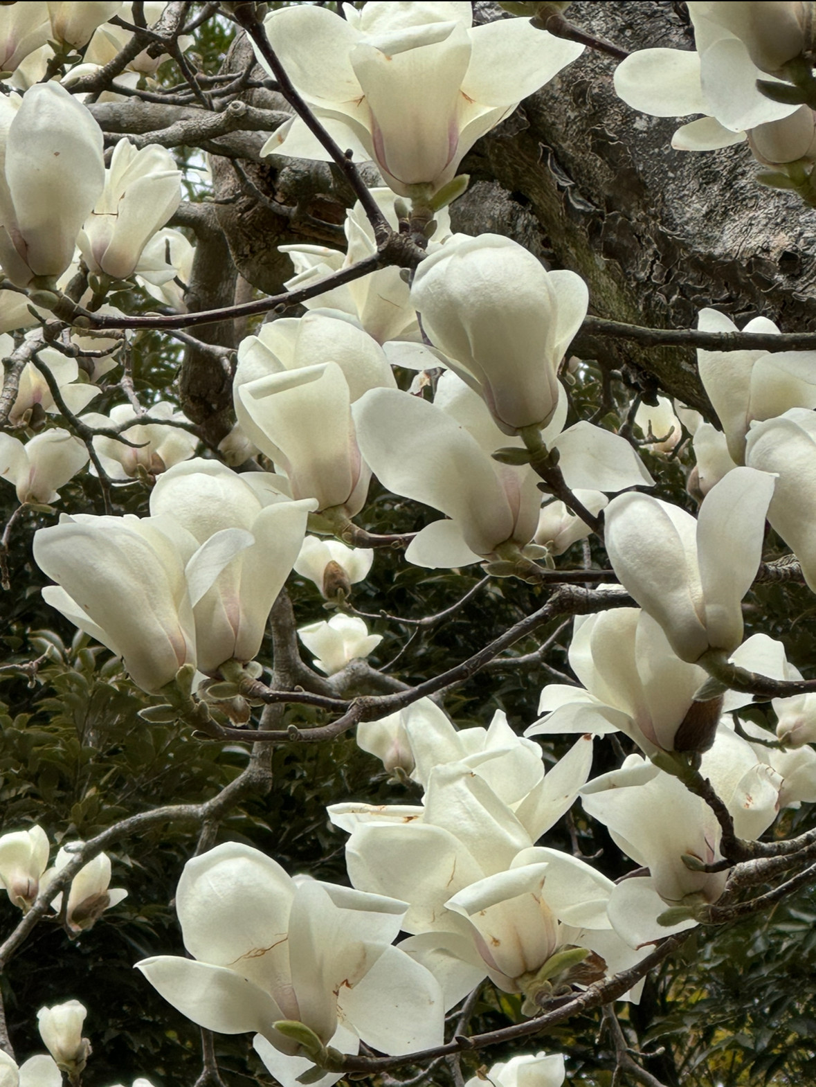 レムリアンヒーラーmagnolia
 木蓮　