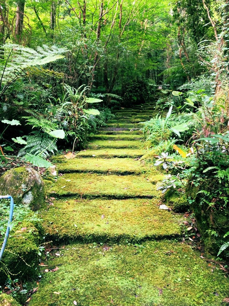 「苔の階段」