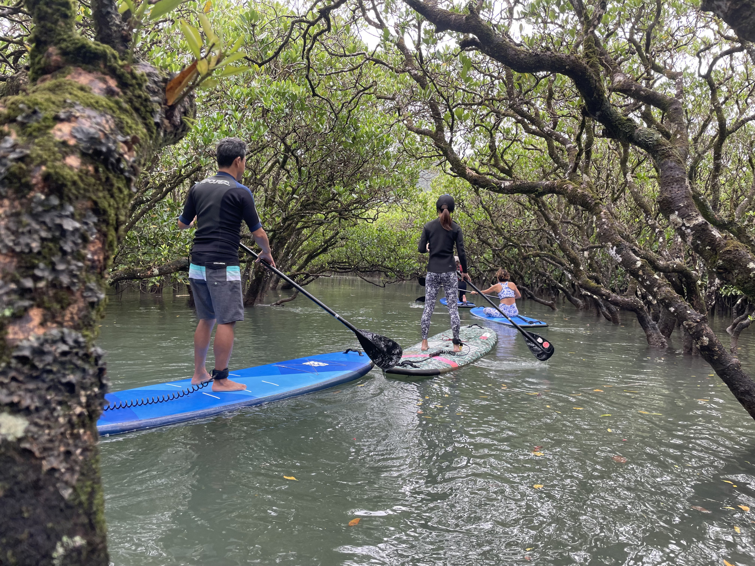 supでマングローブツアー