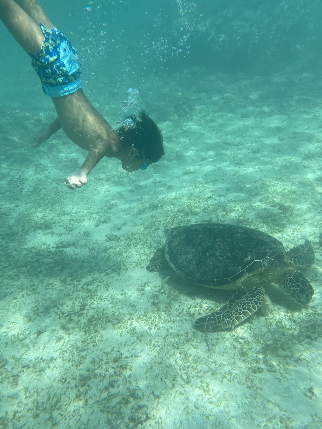 海亀とシュノーケル
