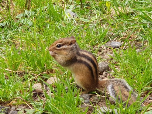 エゾシマリス