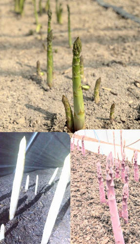 【ご予約受付開始】2026年・北海道産 極上3色アスパラ（全国発送）