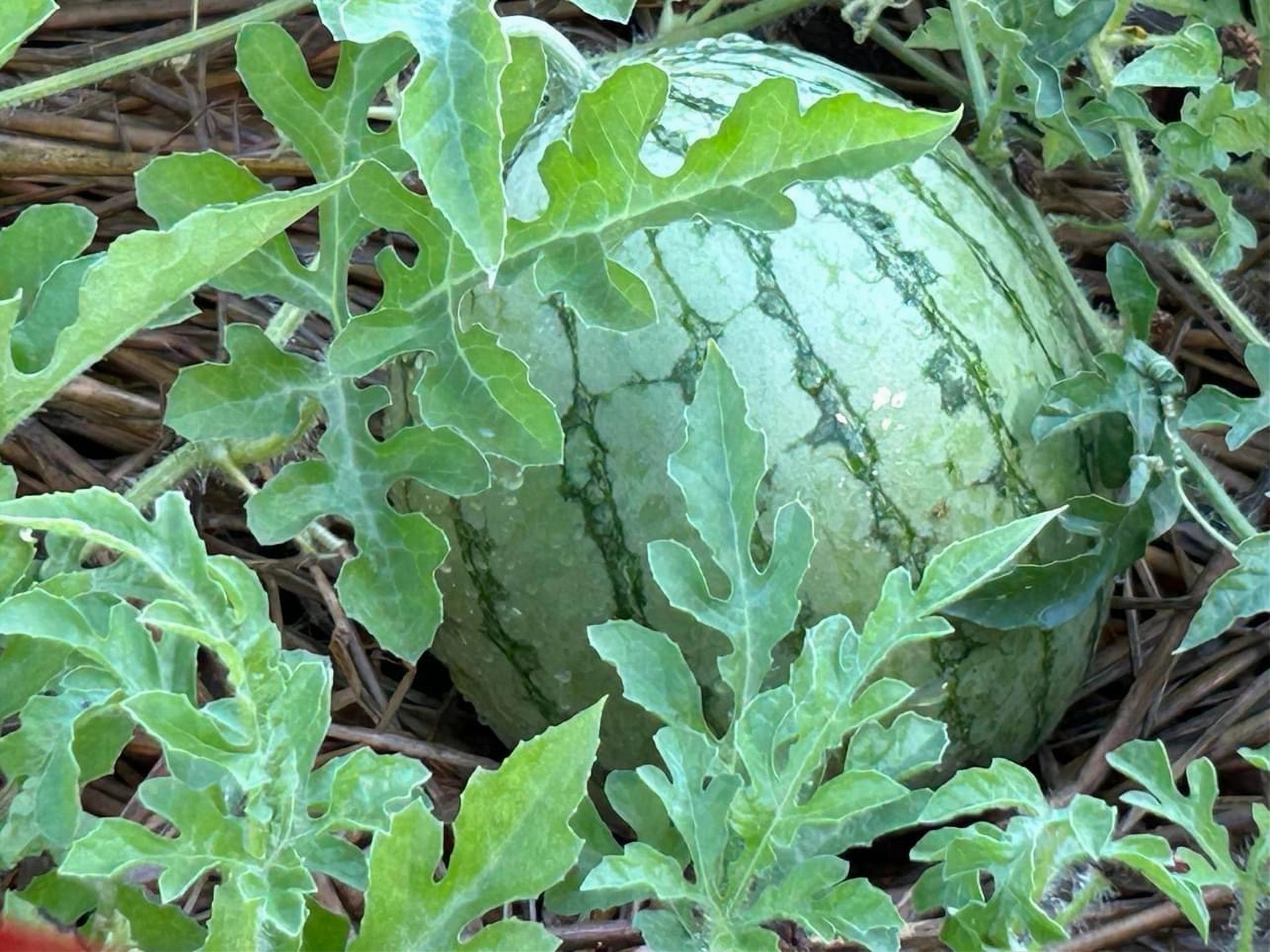昨年の夏は、スイカも収穫できました🍉