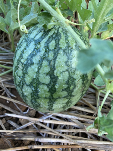 watermelon-2.png.JPG