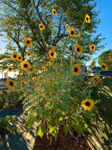 sunflower-3.png.JPG