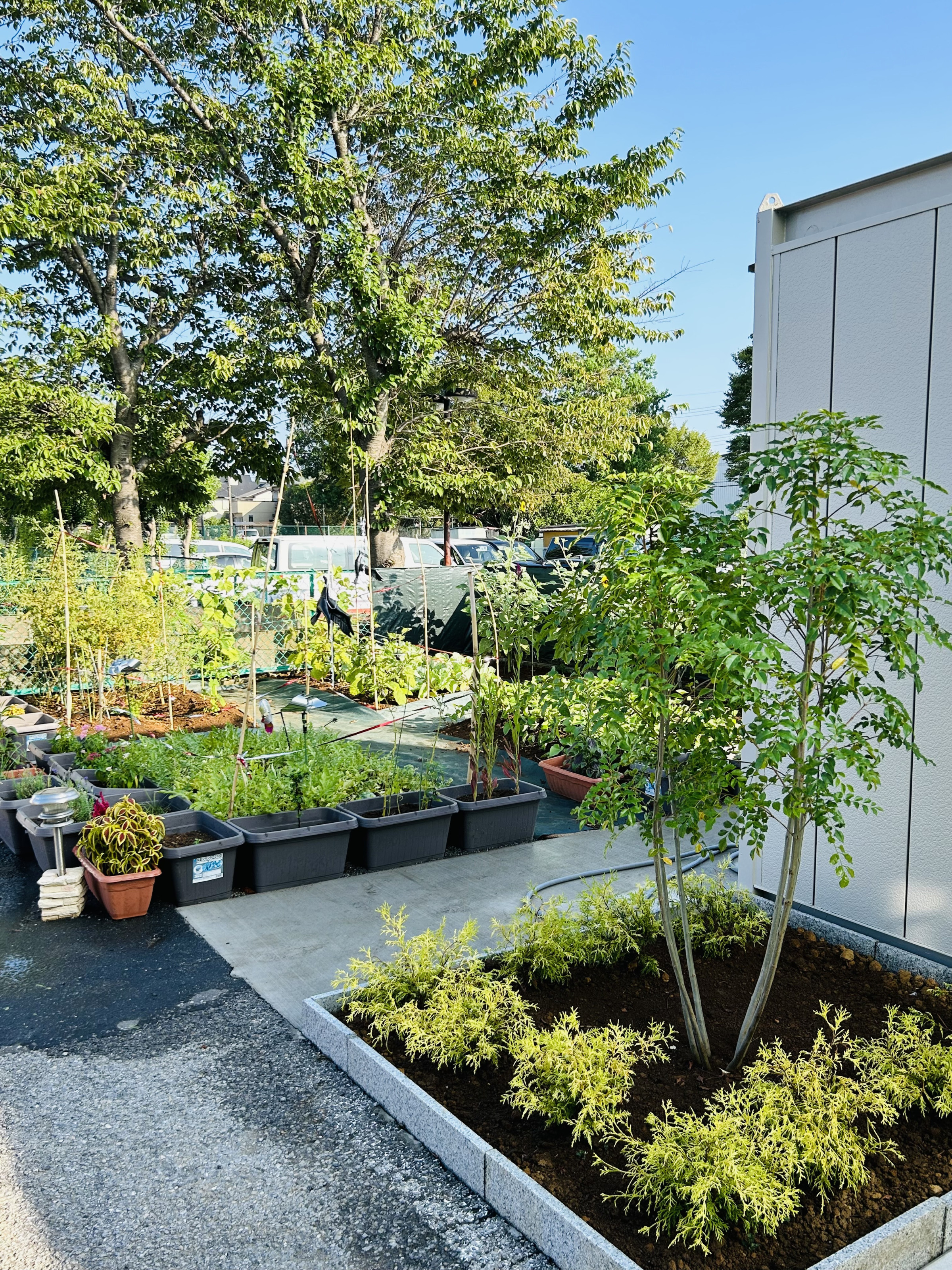 敷地内の庭では、みんなで植物を育てています🌸
