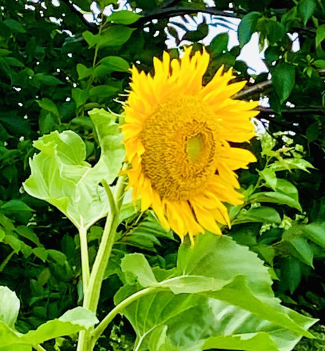S__264159238.jpg