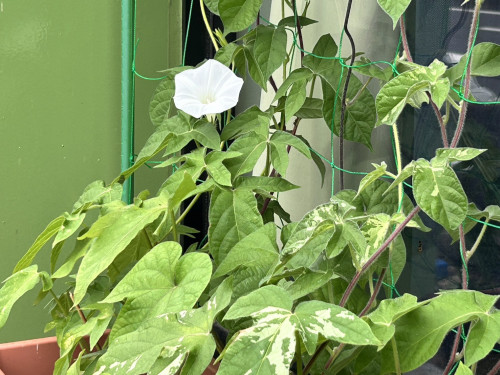 S__265101314.jpg