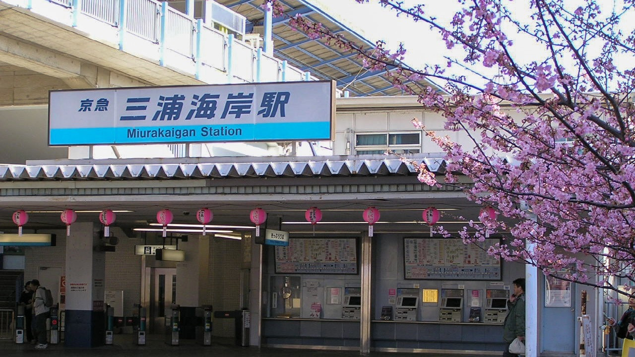 三浦海岸桜まつり