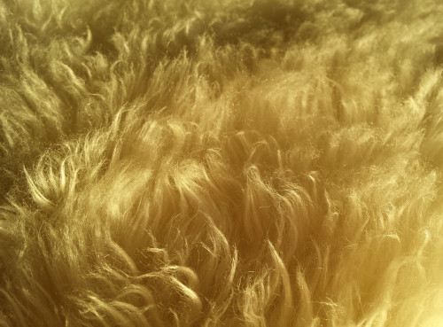wool-514900_1280.jpg
