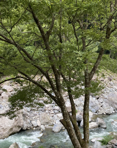 IMG_7977.jpeg