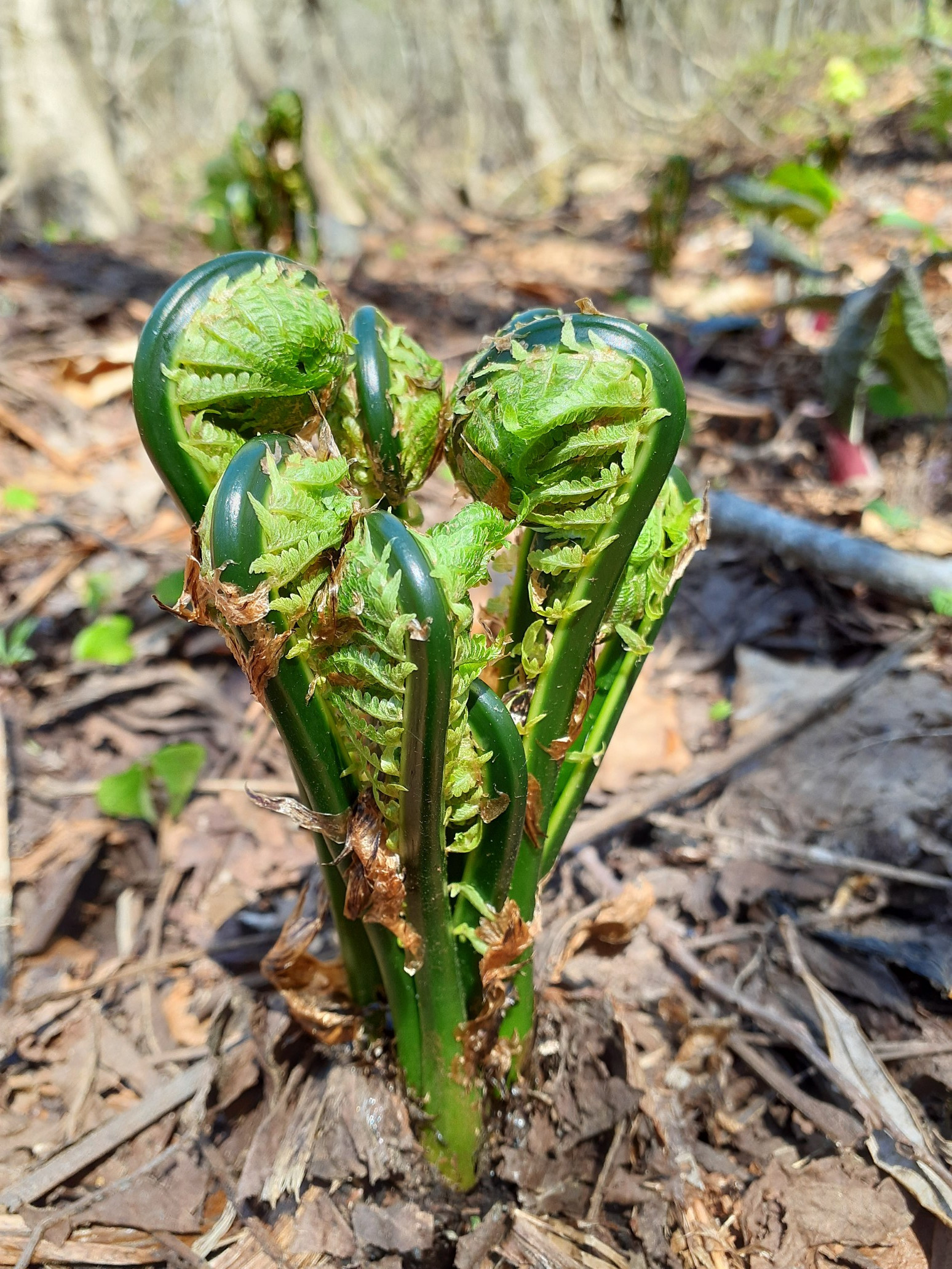 秋田どんぐり村