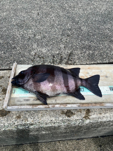 本日の釣果