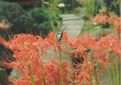 ヒガンバナとアゲハチョウ