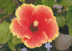 ハイビスカス