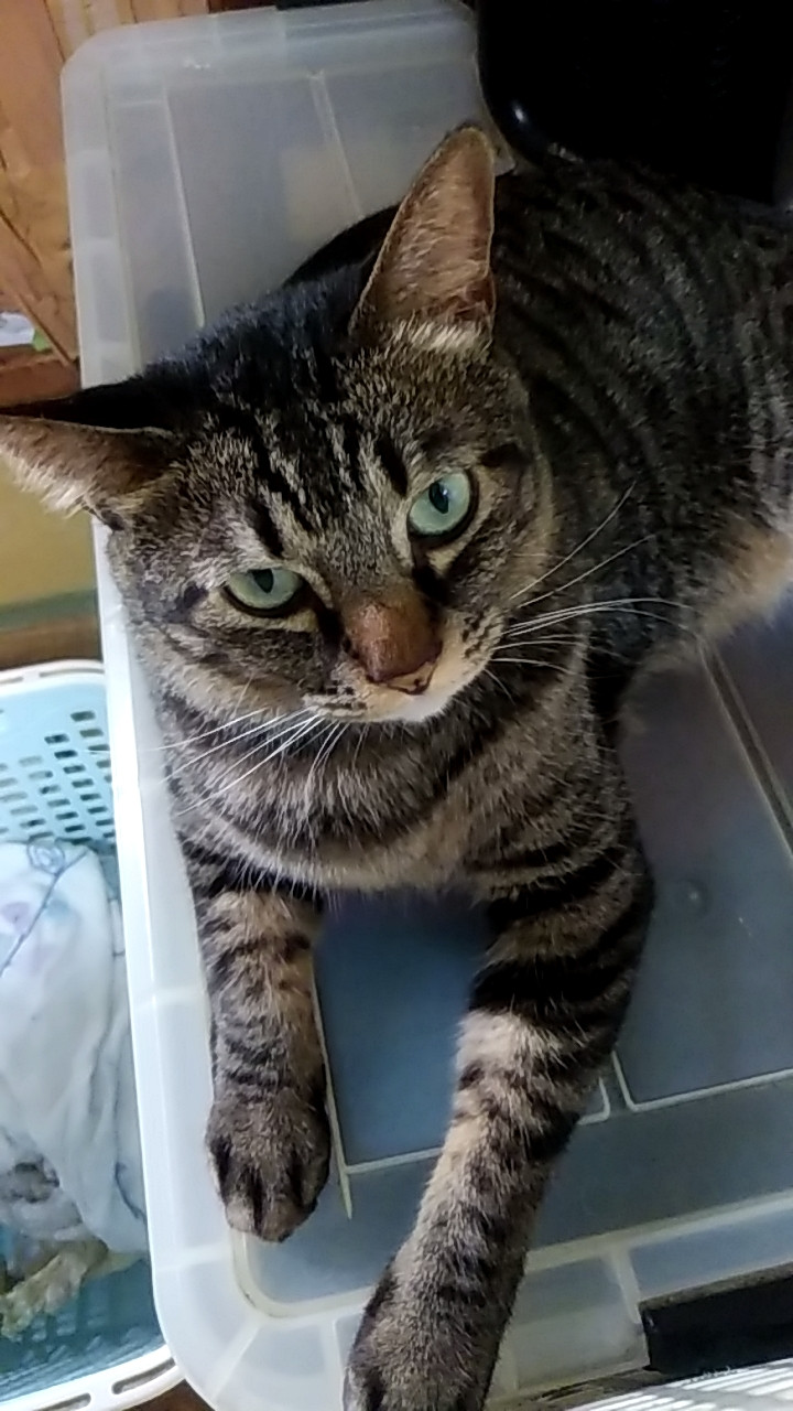 待ち猫 ２