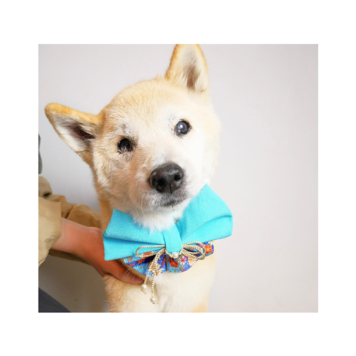 インスタ投稿　自己紹介　かわいい　花　ベージュ_20250202_180946_0001.png
