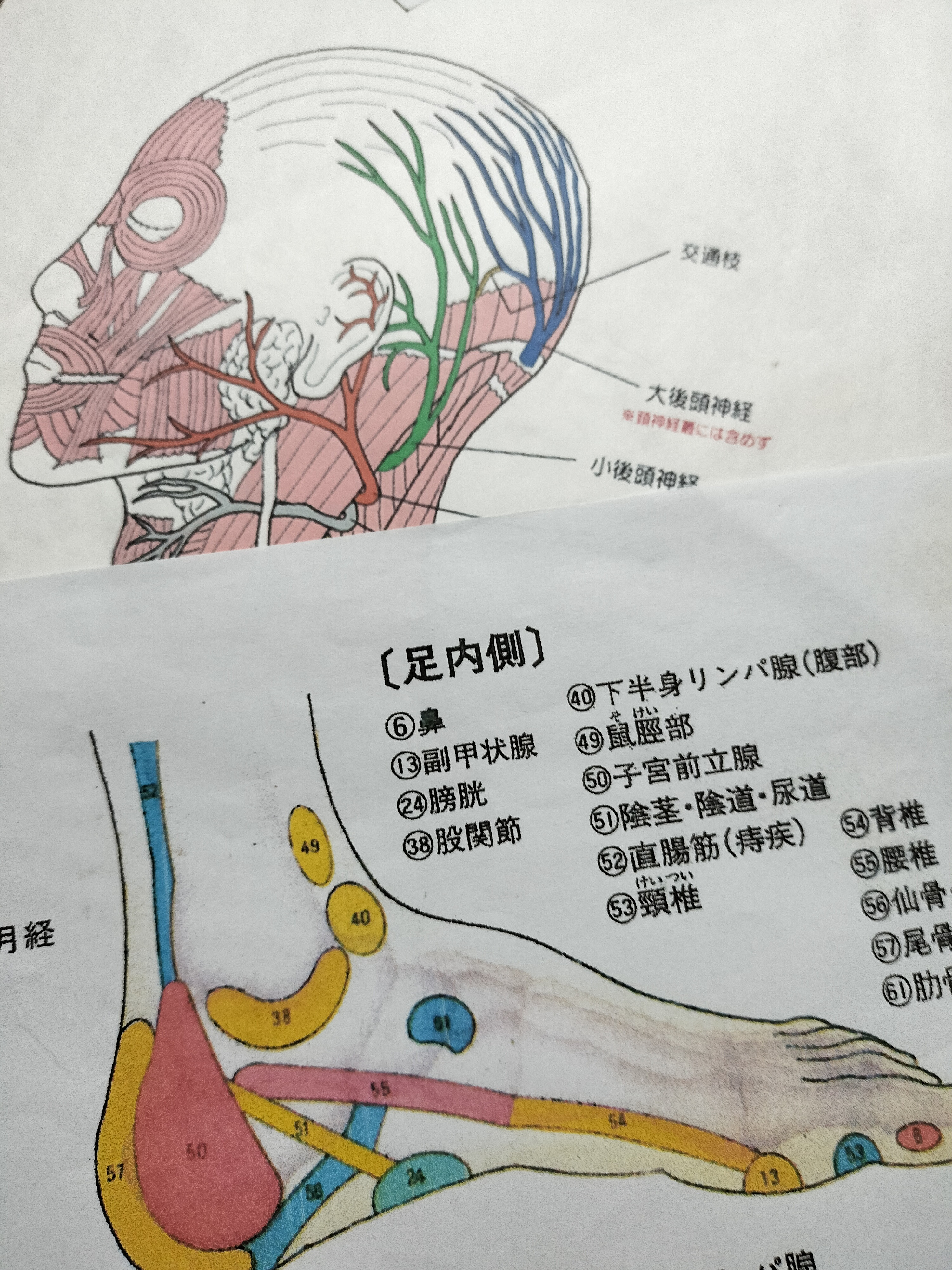 温熱美容療術は、陰陽五行説