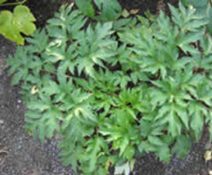 名称未設定q 2.jpg