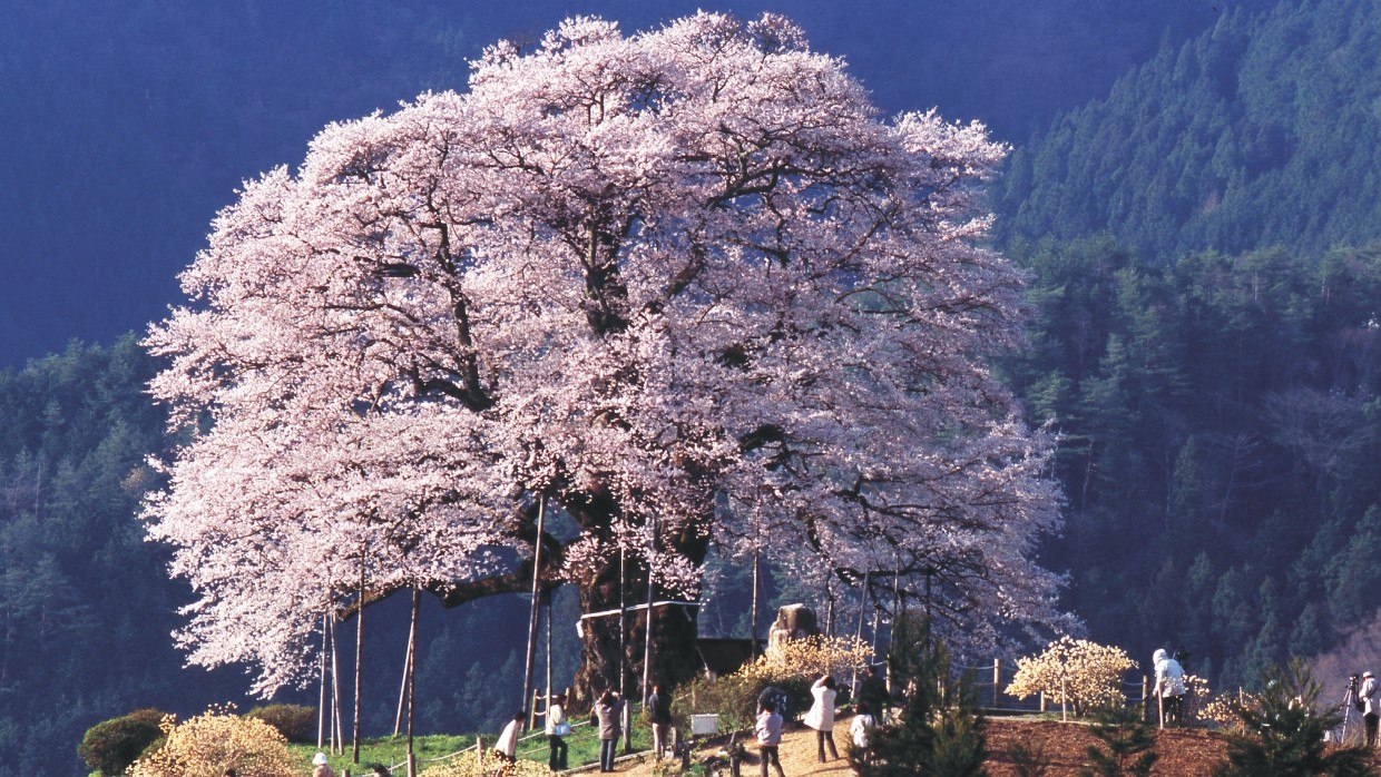 桜めぐりについて【醍醐桜 3/28つぼみ】