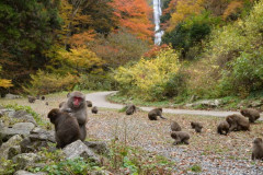 勝山_神庭の滝.jpg