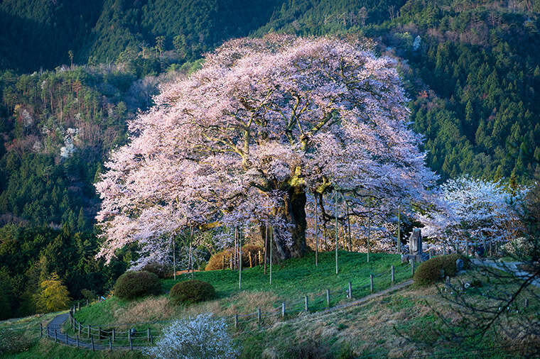 醍醐桜、開花！満開の桜めぐりへ🌸