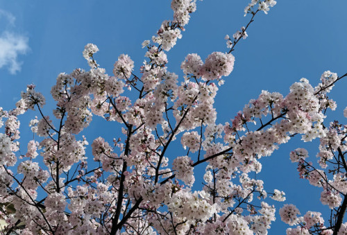 kadoma-beauty salon-sakura.jpg