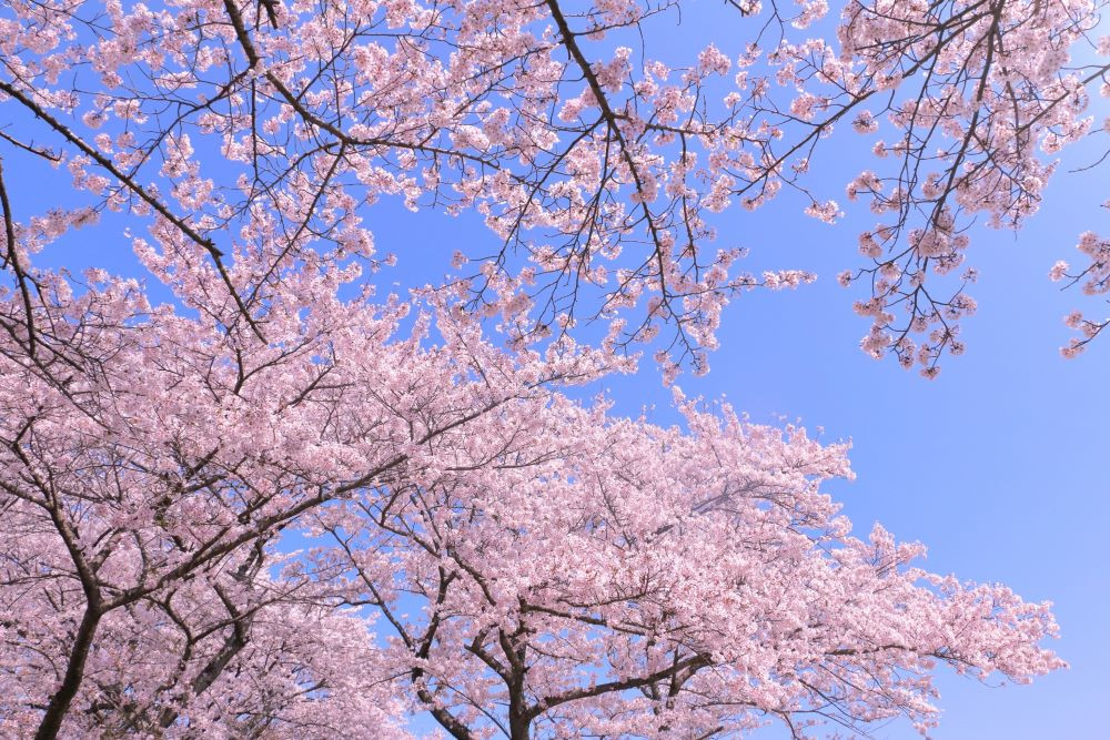 春和景明