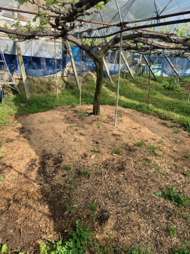 ブドウ畑でマルチング