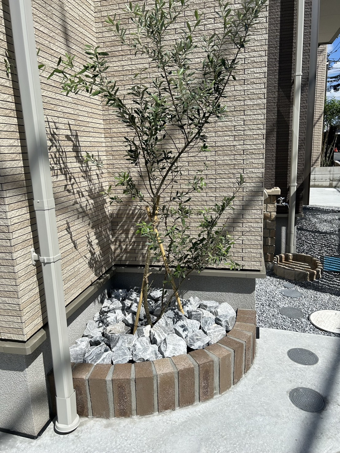 玄関周りを彩るシンボルツリー🪴💚