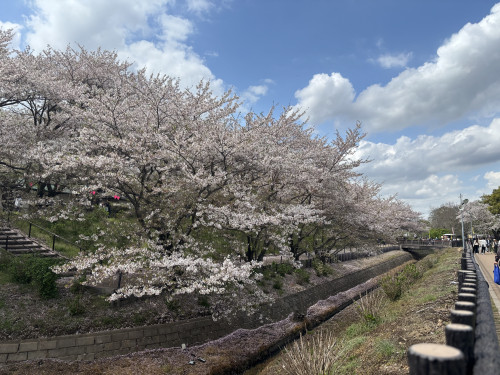 お花見🌸🩷