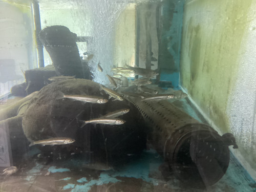IMG_0707.jpeg