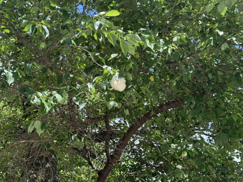 IMG_9520.jpeg
