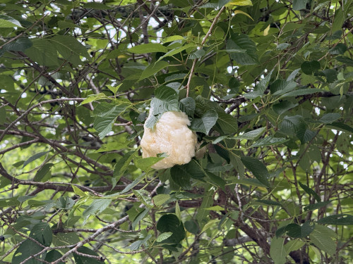 IMG_9675.jpeg