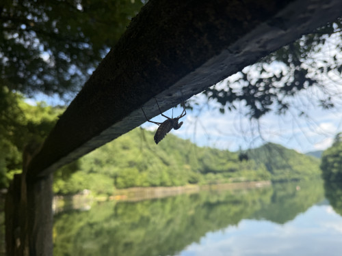 IMG_0065.jpeg