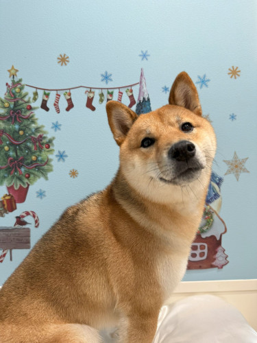 ちゃんぐん　クリスマス.jpg