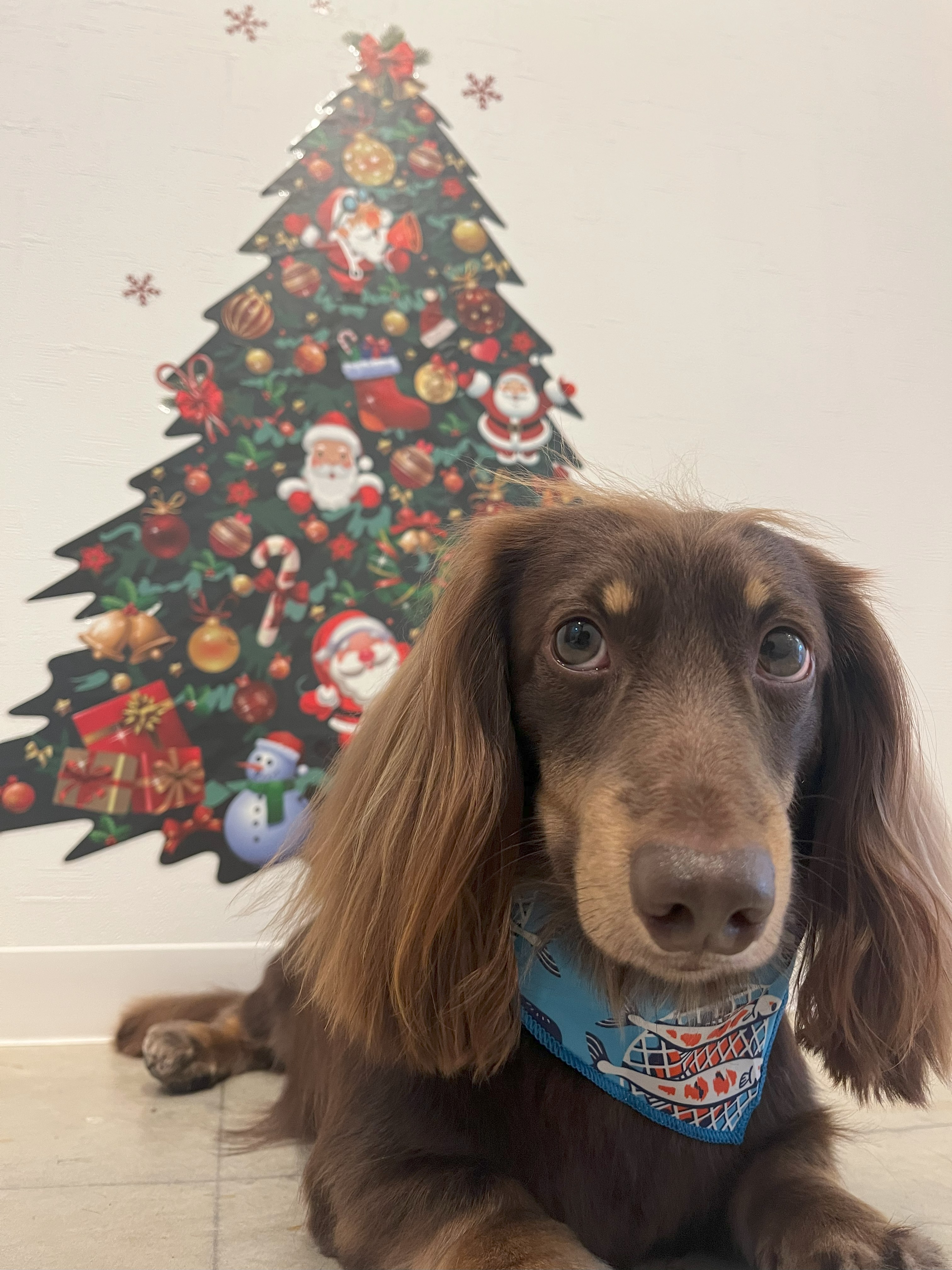 クリスマス☆わんちゃん 関西最大級のわんちゃんフォトブースカフェの能勢のとりこの大人気