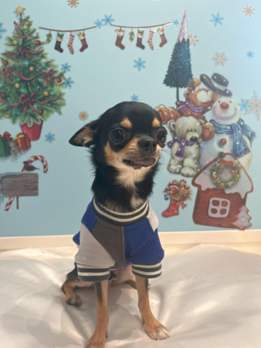 ハーヴィー　12月.jpg