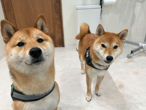 柴＆こはる.jpg
