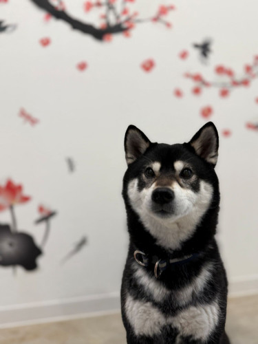 秀吉　3月.jpg